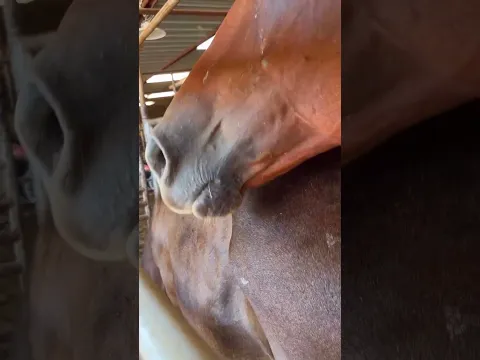 A heartbreaking scene #horse #help #equestrian #rescue #rescuehorse