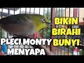 Download Lagu Terapi pleci Monty bahan Ombyokan call pleci Monty jantan