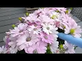 Download Lagu HITTEGOLF drama@!@@! Ach die arme planten en bloemen.