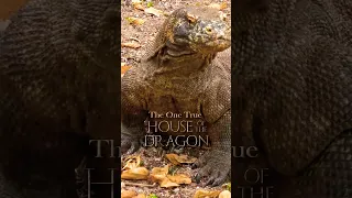 THE ONLY TRUE HOUSE OF THE DRAGON, Komodo National Park – Click to Watch Our Ultimate Guide