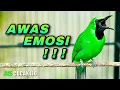 Download Lagu AWAS EMOSI ! PANCINGAN CUCAK IJO GACOR AMPUH UNTUK MENAIKKAN EMOSI BIRAHI IJO DEWASA