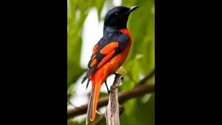 masteran pancingan burung truntung weru gacor mantenan besar mudi channel