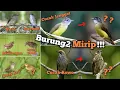 Download Lagu Burung2 Mirip‼️Burung kicau aja punya kembaran‼️ Bahas 8 jenisnya.