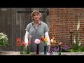 Sarah s Favourite July Poppies