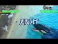 Orca Vs. Seagull