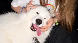 2日ぶりの再会で犬たちが誰のことが一番好きなのか順位がよく分かりました…笑