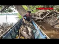Download Lagu 5 HARI CARI IKAN SAAT AIR SUNGAI SURUT \u0026 DAPAT BANYAK TANAMAN LIAR UNTUK DI MASAK😅 #bocahpecicilan