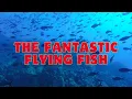 Download Lagu The fantastic flying fish-fantastics from exile tribe
