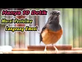 Lagu HANYA SEBENTAR MURAI BATU DIAM PASTI LANGSUNG RESPON‼️KRETEKAN KERAS MURAI BETINA PENGGACOR JITU