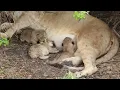 Download Lagu Tiny newborn lion cubs, Serengeti - African Family Safaris