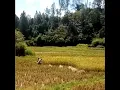 Download Lagu Story Wa Gending Jawa Langgam  - Konco Tani