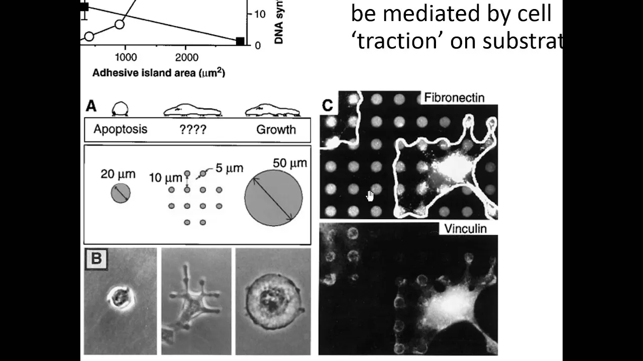 BioMEMS Module 4B - Patterning Cells, Proteins, and Surface Chemistry