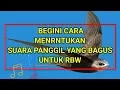 Download Lagu cara menentukan suara panggil walet yang bagus