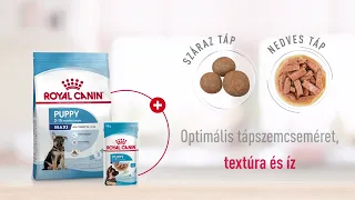 Royal Canin Maxi Puppy eledelek - Nagytestű kölyök kutyák részére | Petissimo