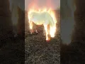 Download Lagu the horse is on fire #horse#fire#short#