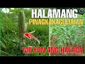 Download Lagu Bhes Tv; BAKIT KAYA PINAGKAKAGULUHAN ANG HALAMANG ITO NA NGAYON LANG NAKITA SA PILIPINAS?