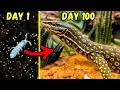 Simulating a Desert Ecosystem for 100 Days