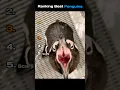 Lagu Ranking Best Penguins #funnyanimals #ranking #penguin