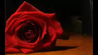 موسيقه ابو الغاز الي يبحث عنه الجميع 