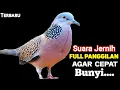 Download Lagu Suara Burung Tekukur Gacor TERBARU Paling Ampuh Untuk Pancingan