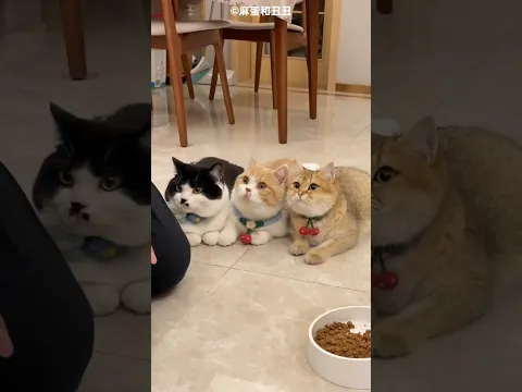 Cat food coming out of the machine 😲