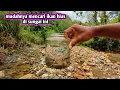Download Lagu Mudahnya mencari ikan hias di sungai ini 
