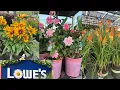 LOWES BEST NEW PLANTS ARRIVALS FOR SUMMER AND 4th OF JULY HOW TO MAKE YOUR GARDEN BEAUTIFUL