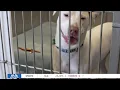 Yellowstone Valley Animal Shelter receives 50 000 grant for new shelter