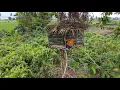 Download Lagu 6 hari buat rumah pohon dan nginap sambil berburu malam cari makanan mahal di alam🤤 #KOOKIKO