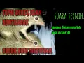 Download Lagu MASTERAN TUPAI KEKES TEMBAKAN AJIB UNTUK MURAI BATU CUCAK IJO DAN KACER
