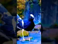 Download Lagu Masteran Burung Kacer Air Belum Banyak yg Tau...‼️Gacor Super Mewah