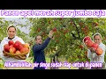 Download Lagu PANEN APEL MERAH SUPER JUMBO SAJA || ALHAMDULILLAH PIR SINGO SUDAH SIAP DI PANEN