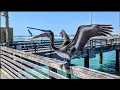 Port Aransas Beach Camping Explained Pierre the Pelican Van life March 22 2025