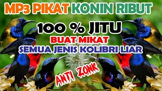 suara pikat konin ribut andalan paling jitu 100 ampuh