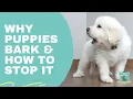 Why Puppies Bark How to Stop it