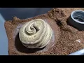 ANGRY MOM BALL PYTHON ON EGGS Getting the eggs away candle and set-up