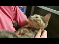 Winnie sweet dilute tortoiseshell rescue