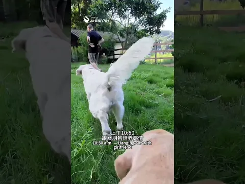 【旺仔很忙🐶wangzai is busy】精致网红男狗高能量的一天A High-Energy Day for a Stylish, Internet-Famous Male Dog