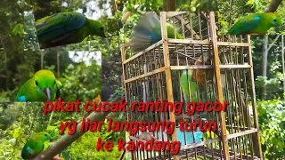 suara asli pikat gacor cucak ranting di hutan yg liar langsung turun ke kandang cocok untuk mikat