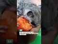 Download Lagu Cute Sugar Glider Enjoying Juicy Papaya!