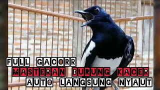 masteran kicau kacer panggil betina efektif untuk masteran burung kecil suara burung kacer