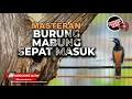 Download Lagu Cucak Cungkok Super Gacor Bongkar Materi Masteran Khusu Burung Mabung Cepat Masuk