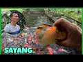 Download Lagu Sayang AT NABAWASAN NA NAMAN NG ISA+MALAPIT NA NAMIN IBENTA ANG ISANG BAKA