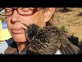 Lagu European Starling whistles duet w/Rescuer when reunited after 2 years apart  #nature #birds #rescue
