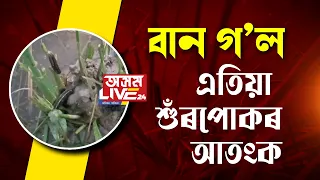 প্ৰলয়ংকৰী বানৰ পাছত সোণাৰিলৈ আহিছে আন এক বিপদ।