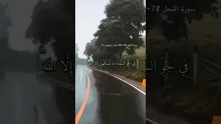 سورة النحل الاية 78 80 