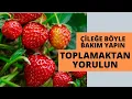 Download Lagu ÇİLEKLERİ BÖYLE YETİŞTİRİN VERİME DOYMAYIN I çilek nasıl yetiştirilir #çilekyetiştiriciliği