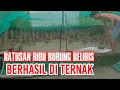 Download Lagu Ratusan Ribu Burung Belibis Berhasil Diternak MP3