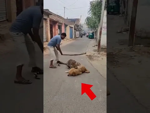 I can't believe this dog actually did this #hero #dogrescue #shorts