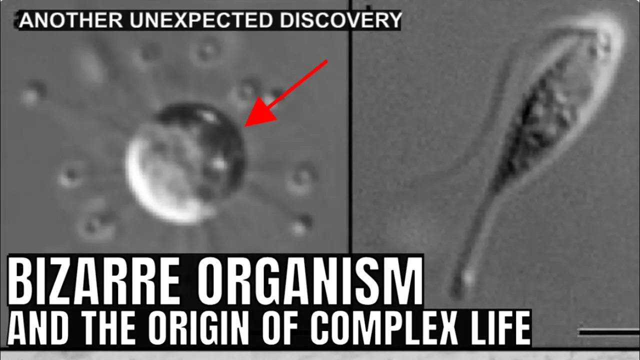 Never Before Seen Organism Reveals Clues to the Origins of Life